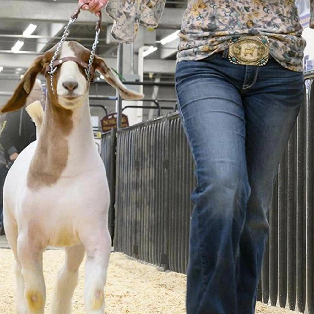 Wholesale 🤩 Weaver Leather Total Control Goat Halter 👏 4 Wholesale 🤩 Weaver Leather Total Control Goat Halter 👏 - Image 2