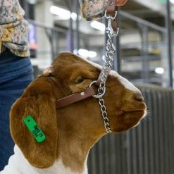 Wholesale 🤩 Weaver Leather Total Control Goat Halter 👏 7 Wholesale 🤩 Weaver Leather Total Control Goat Halter 👏 -Livestock Sales 2022 0025606 2