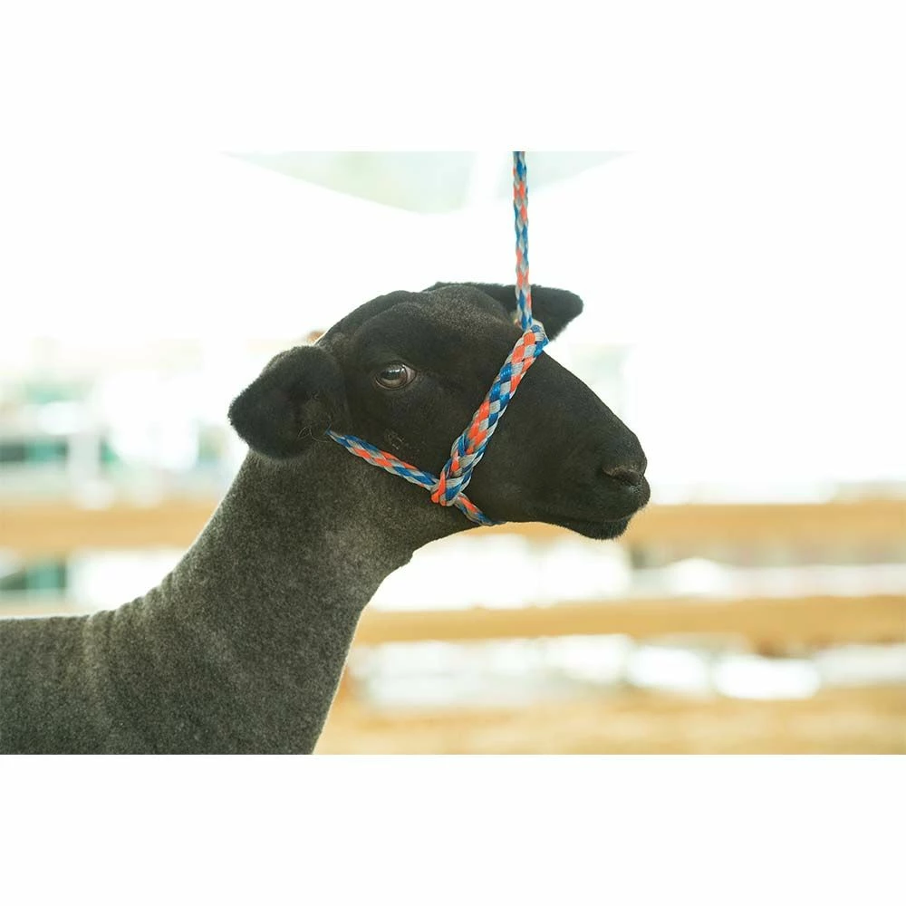 Outlet ๐ Weaver Leather Poly Rope Sheep Halter ๐ฅ 8 Outlet ๐ Weaver Leather Poly Rope Sheep Halter ๐ฅ - Image 6