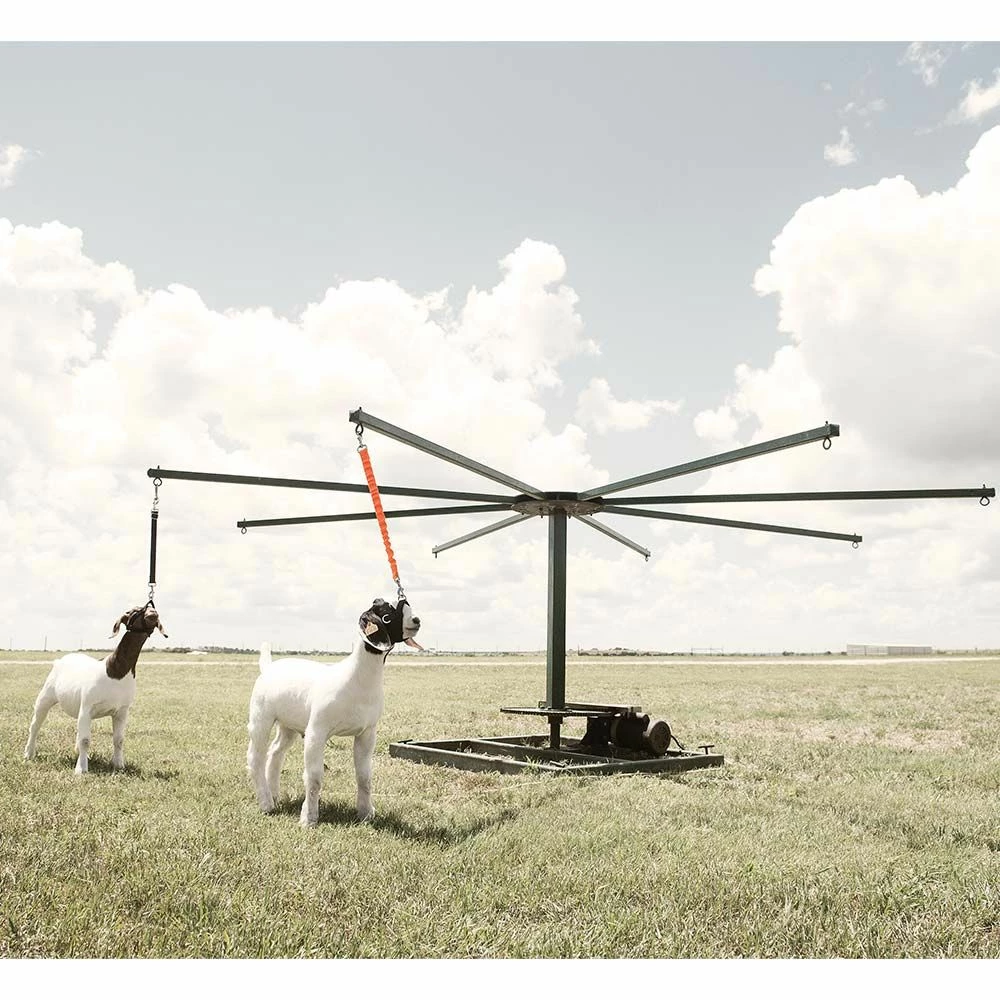 Best reviews of ✔️ Weaver Leather Sheep & Goat Training Halter ⌛ 7 Best reviews of ✔️ Weaver Leather Sheep & Goat Training Halter ⌛ - Image 5