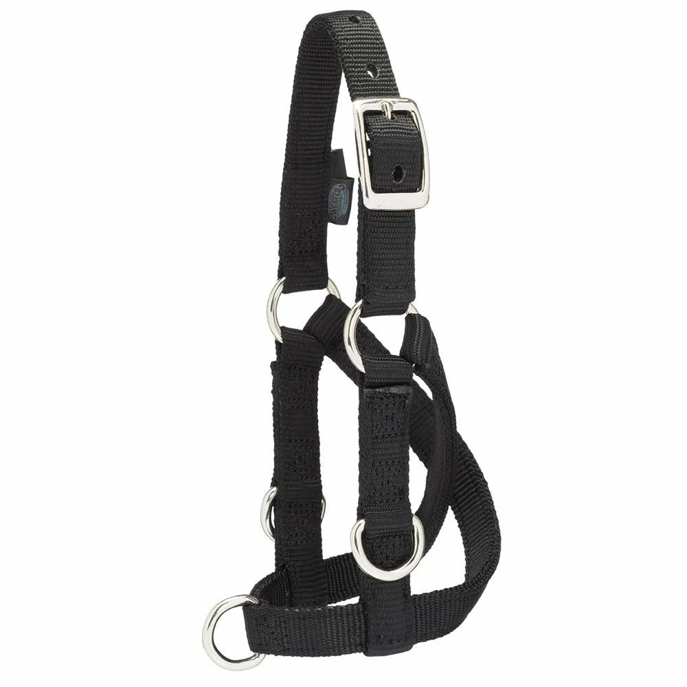 Best reviews of ✔️ Weaver Leather Sheep & Goat Training Halter ⌛ 4 Best reviews of ✔️ Weaver Leather Sheep & Goat Training Halter ⌛ - Image 2