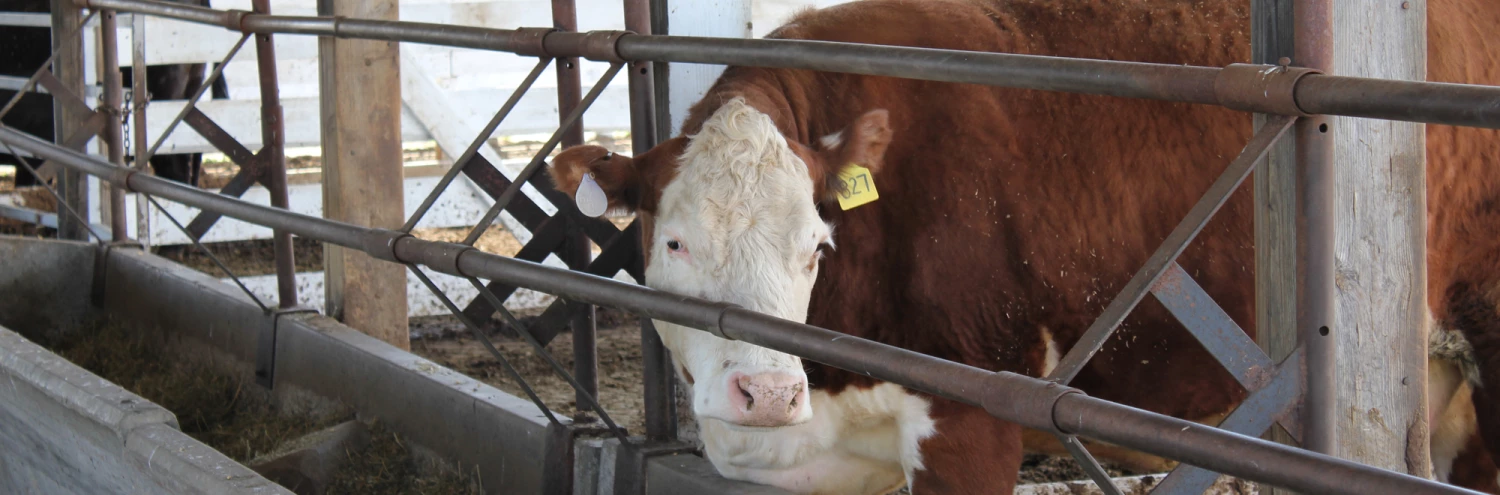 Livestock Sales 2022 -Livestock Sales 2022 1